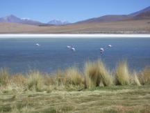 Flamingos, Bolivien